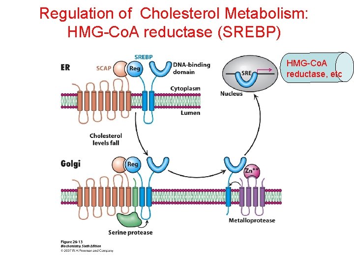 Regulation of Cholesterol Metabolism: HMG-Co. A reductase (SREBP) HMG-Co. A reductase, etc 