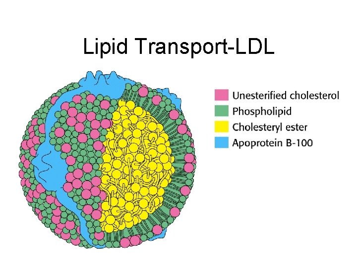 Lipid Transport-LDL 