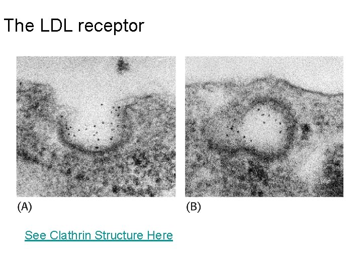 The LDL receptor See Clathrin Structure Here 