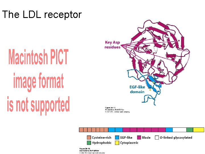 The LDL receptor 
