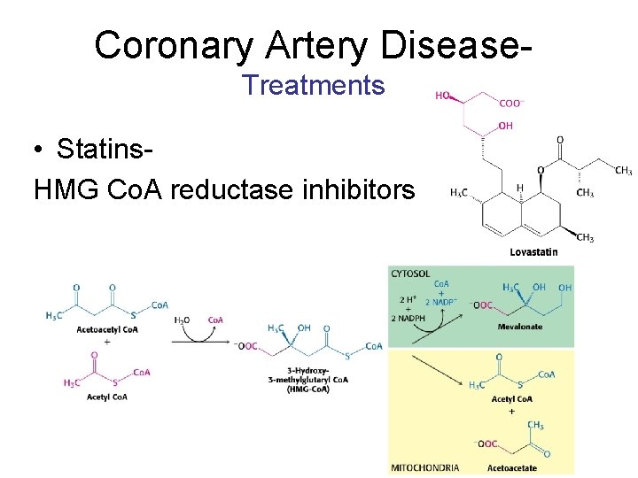 Coronary Artery Disease. Treatments • Statins. HMG Co. A reductase inhibitors 