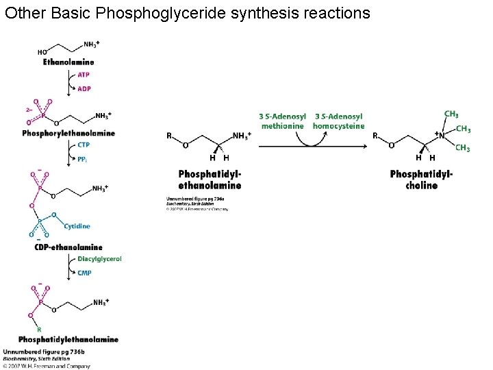 Other Basic Phosphoglyceride synthesis reactions 