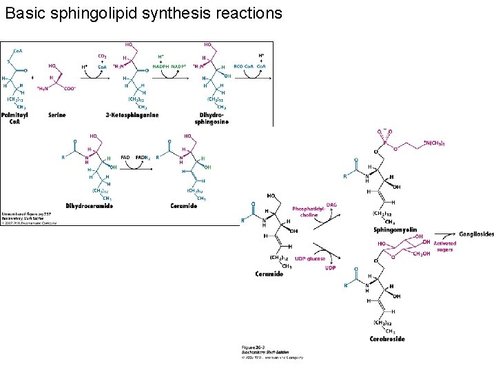 Basic sphingolipid synthesis reactions 