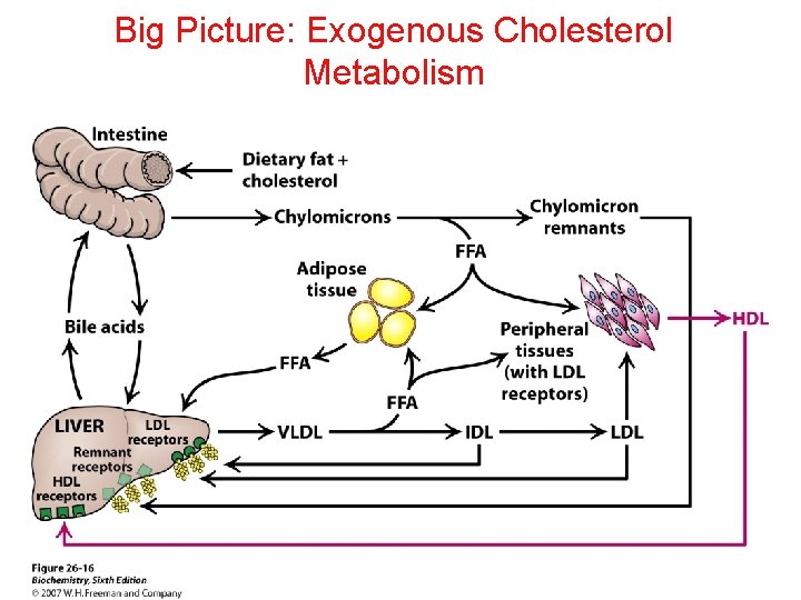 Big Picture: Exogenous Cholesterol Metabolism 