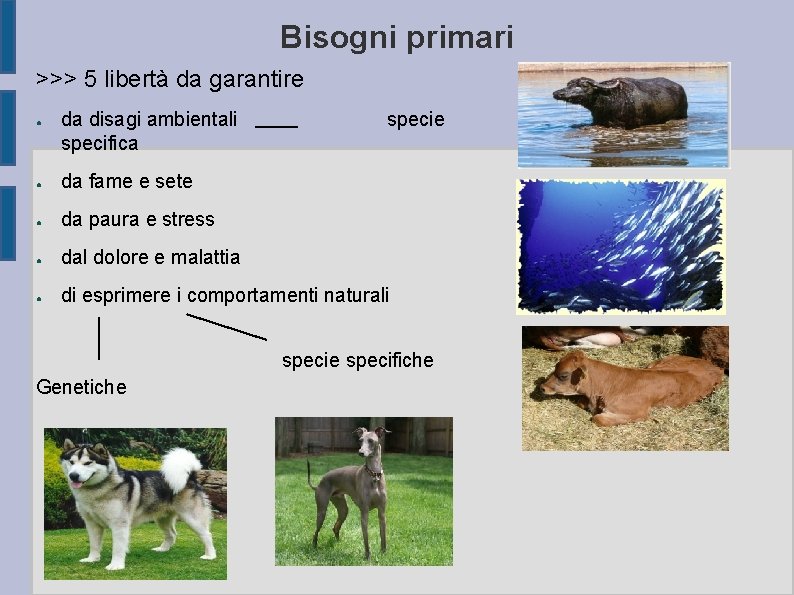 Bisogni primari >>> 5 libertà da garantire ● da disagi ambientali specifica specie ●