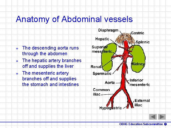 Anatomy of Abdominal vessels u u u The descending aorta runs through the abdomen