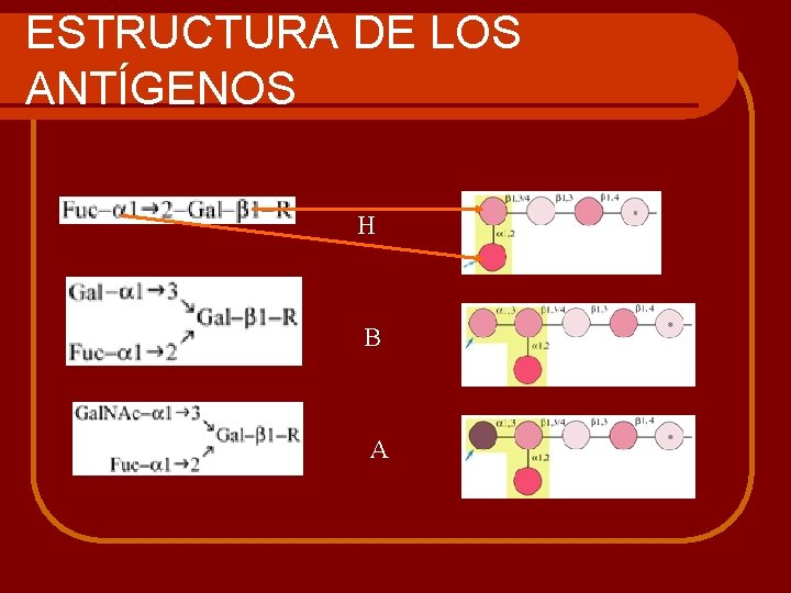 ESTRUCTURA DE LOS ANTÍGENOS H B A 