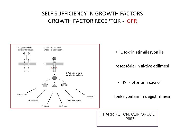 SELF SUFFICIENCY IN GROWTH FACTORS GROWTH FACTOR RECEPTOR - GFR • Otokrin stimülasyon ile