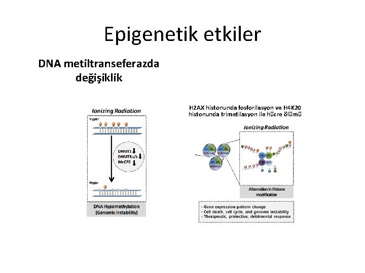 Epigenetik etkiler DNA metiltranseferazda değişiklik H 2 AX histonunda fosforilasyon ve H 4 K