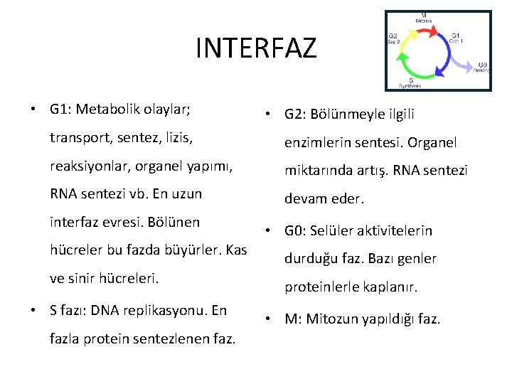 INTERFAZ • G 1: Metabolik olaylar; • G 2: Bölünmeyle ilgili transport, sentez, lizis,