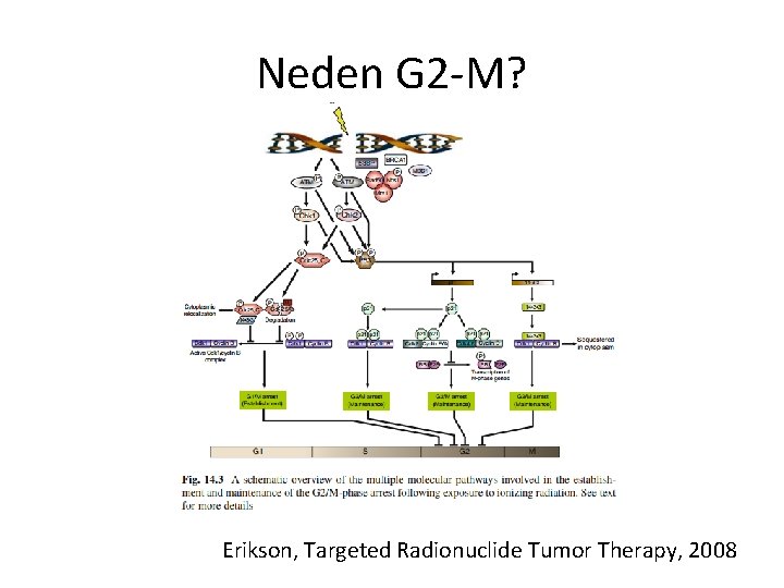 Neden G 2 -M? Erikson, Targeted Radionuclide Tumor Therapy, 2008 
