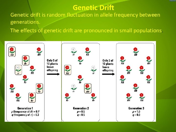 Genetic Drift Genetic drift is random fluctuation in allele frequency between generations. The effects