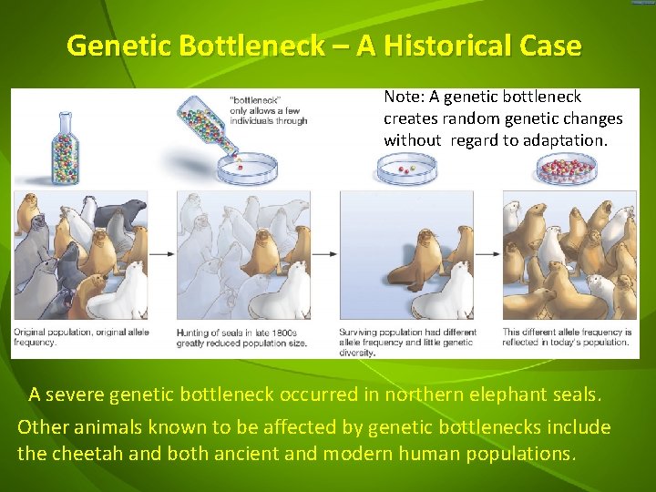 Genetic Bottleneck – A Historical Case Note: A genetic bottleneck creates random genetic changes