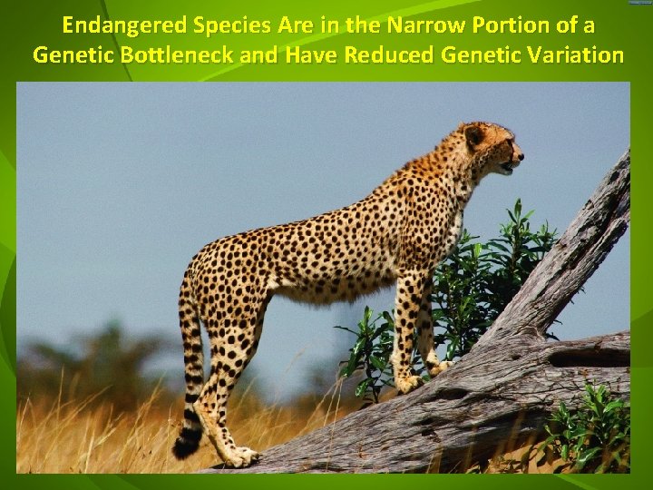 Endangered Species Are in the Narrow Portion of a Genetic Bottleneck and Have Reduced