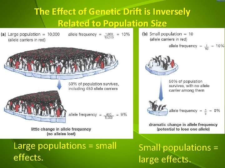 The Effect of Genetic Drift is Inversely Related to Population Size Large populations =