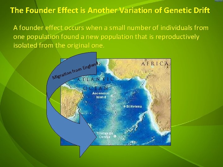 The Founder Effect is Another Variation of Genetic Drift A founder effect occurs when