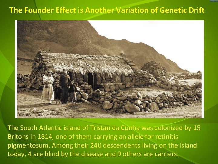 The Founder Effect is Another Variation of Genetic Drift The South Atlantic island of
