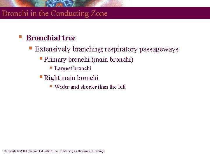 Bronchi in the Conducting Zone § Bronchial tree § Extensively branching respiratory passageways §