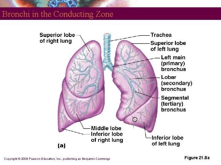 Bronchi in the Conducting Zone Copyright © 2008 Pearson Education, Inc. , publishing as