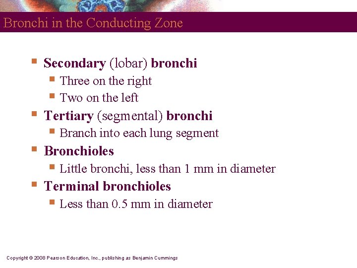 Bronchi in the Conducting Zone § Secondary (lobar) bronchi § Tertiary (segmental) bronchi §