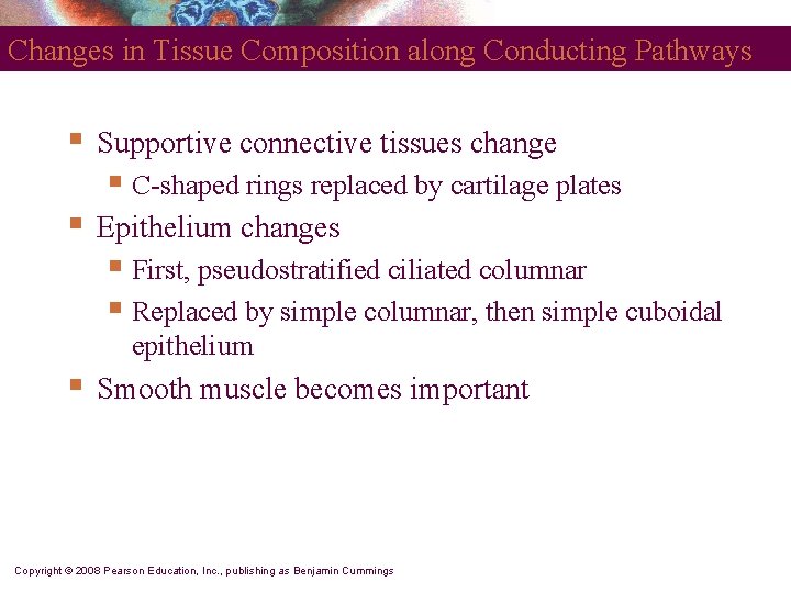 Changes in Tissue Composition along Conducting Pathways § Supportive connective tissues change § C-shaped