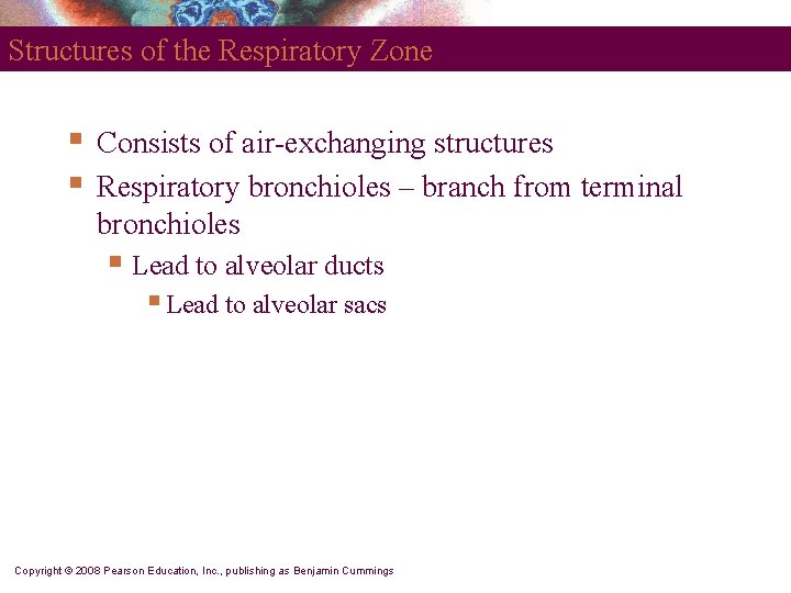 Structures of the Respiratory Zone § § Consists of air-exchanging structures Respiratory bronchioles –