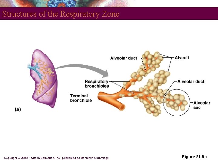 Structures of the Respiratory Zone Copyright © 2008 Pearson Education, Inc. , publishing as