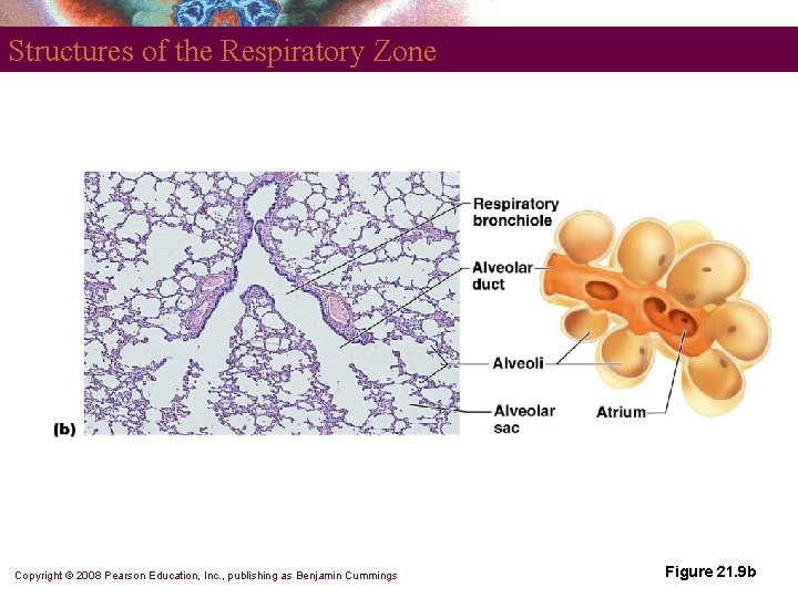 Structures of the Respiratory Zone Copyright © 2008 Pearson Education, Inc. , publishing as