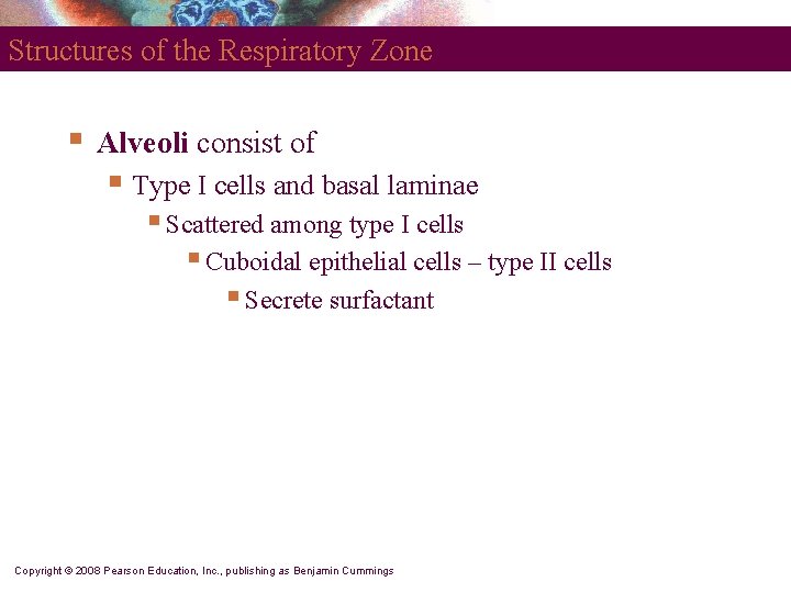 Structures of the Respiratory Zone § Alveoli consist of § Type I cells and