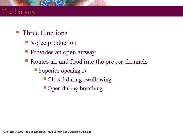 The Larynx § Three functions § Voice production § Provides an open airway §