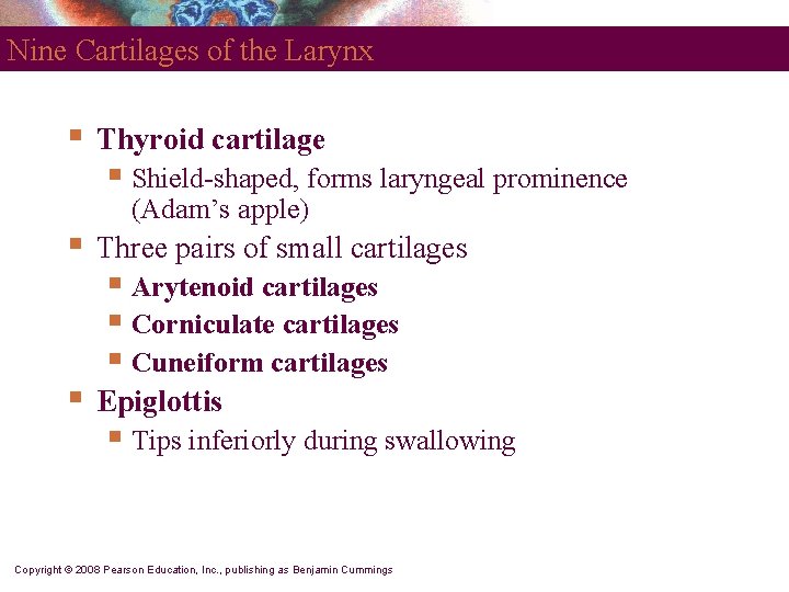 Nine Cartilages of the Larynx § Thyroid cartilage § Shield-shaped, forms laryngeal prominence (Adam’s