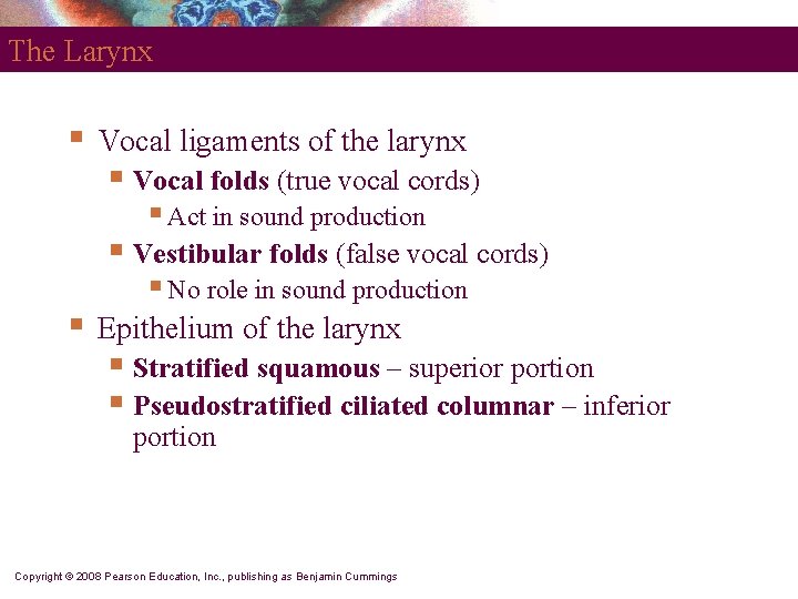 The Larynx § Vocal ligaments of the larynx § Vocal folds (true vocal cords)