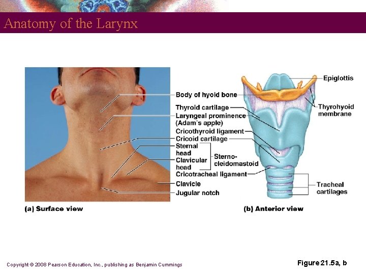 Anatomy of the Larynx Copyright © 2008 Pearson Education, Inc. , publishing as Benjamin