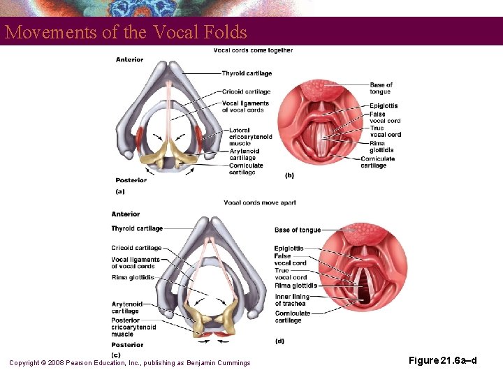 Movements of the Vocal Folds Copyright © 2008 Pearson Education, Inc. , publishing as