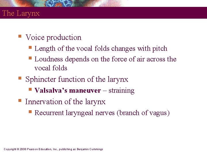 The Larynx § Voice production § Length of the vocal folds changes with pitch