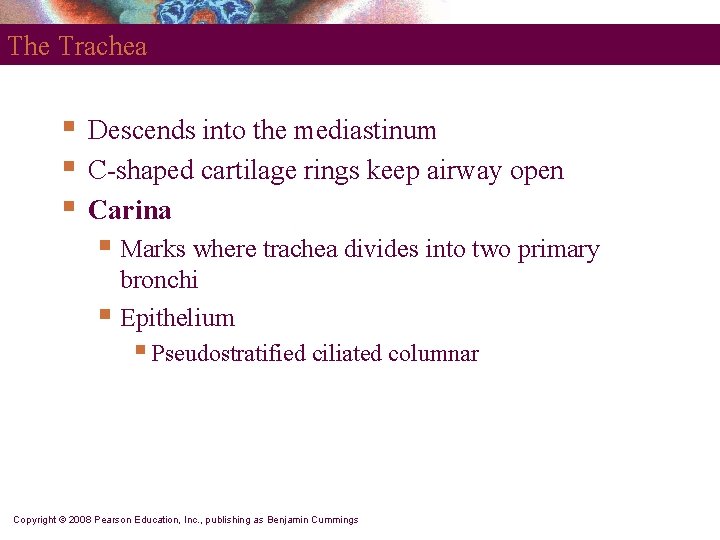 The Trachea § § § Descends into the mediastinum C-shaped cartilage rings keep airway