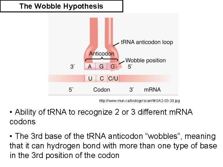 The Wobble Hypothesis http: //www. mun. ca/biology/scarr/MGA 2 -03 -30. jpg • Ability of