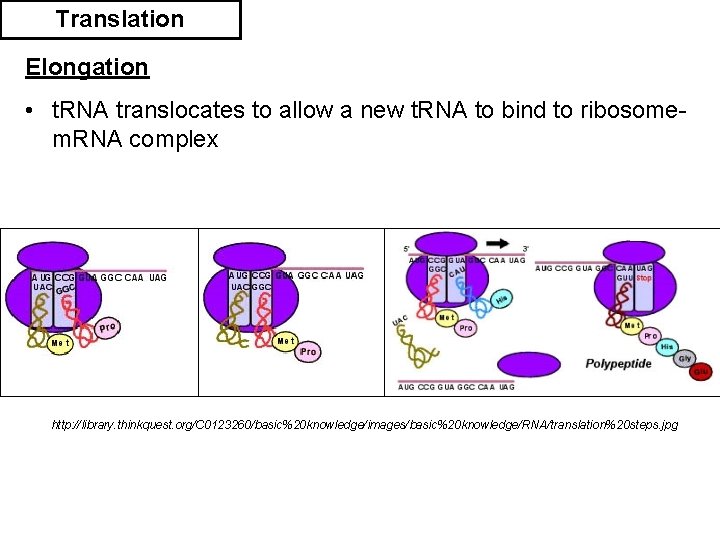 Translation Elongation • t. RNA translocates to allow a new t. RNA to bind