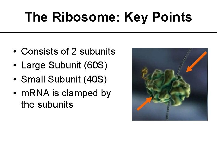 The Ribosome: Key Points • • Consists of 2 subunits Large Subunit (60 S)