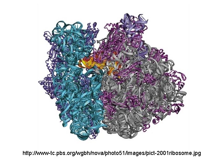 http: //www-tc. pbs. org/wgbh/nova/photo 51/images/pict-2001 ribosome. jpg 