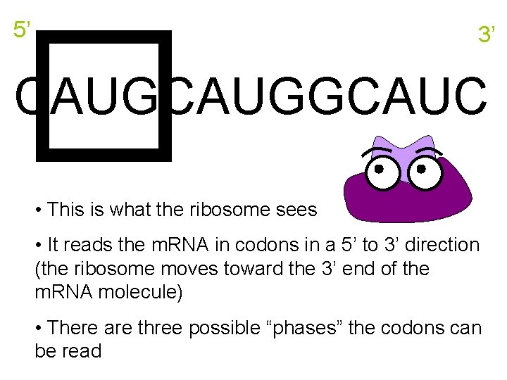 5’ 3’ CAUGGCAUC • This is what the ribosome sees • It reads the