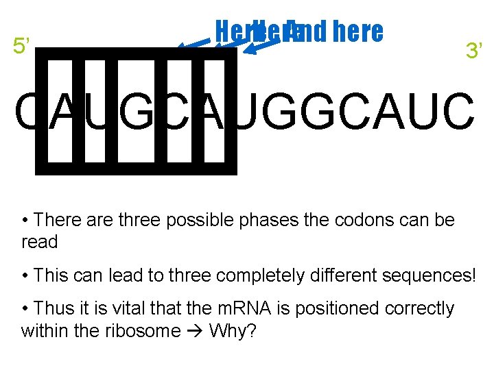 5’ Here And here 3’ CAUGGCAUC • There are three possible phases the codons