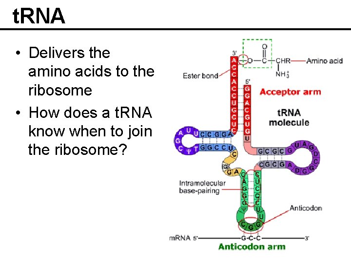 t. RNA • Delivers the amino acids to the ribosome • How does a