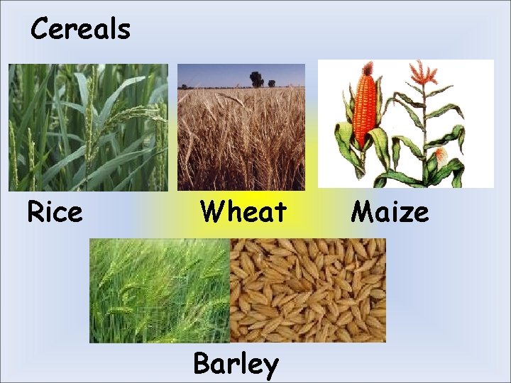 Cereals Rice Wheat Barley Maize 