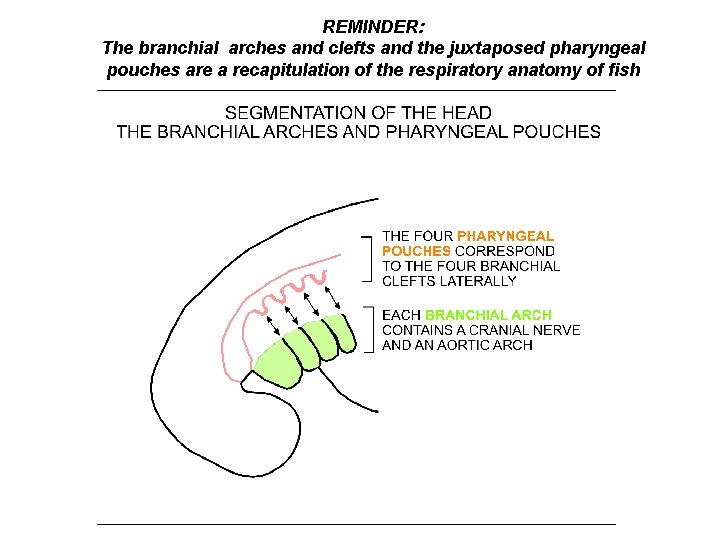 REMINDER: The branchial arches and clefts and the juxtaposed pharyngeal pouches are a recapitulation