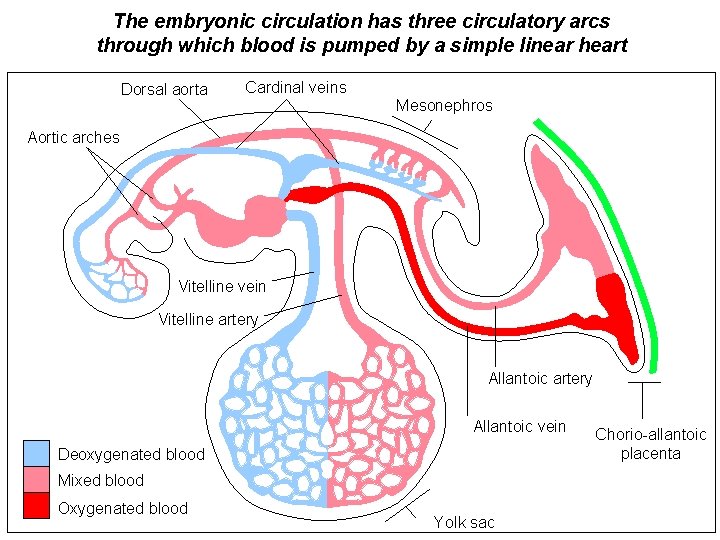 The embryonic circulation has three circulatory arcs through which blood is pumped by a