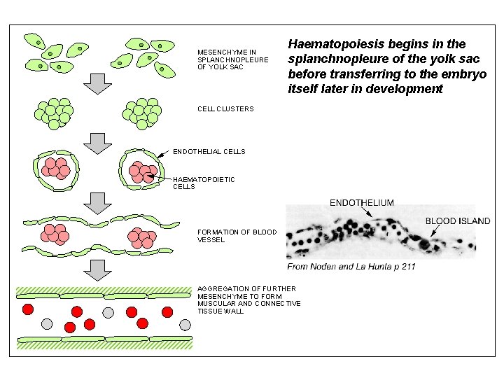 MESENCHYME IN SPLANCHNOPLEURE OF YOLK SAC Haematopoiesis begins in the splanchnopleure of the yolk