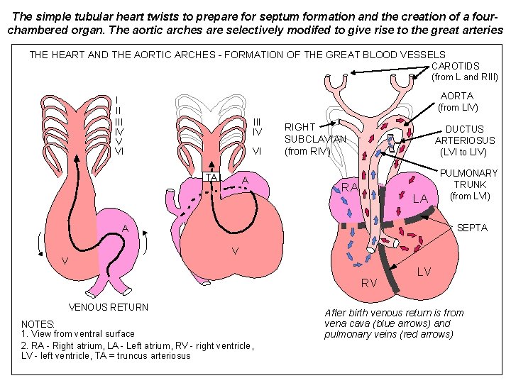 The simple tubular heart twists to prepare for septum formation and the creation of