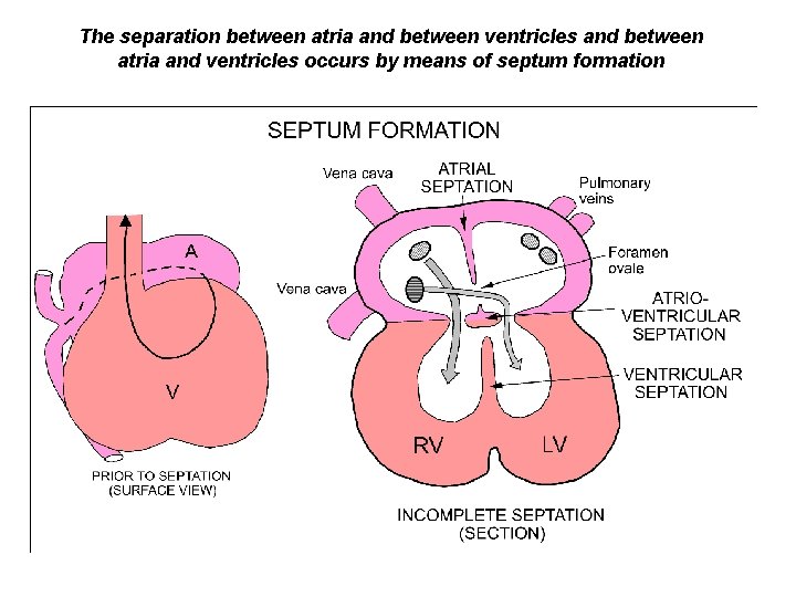 The separation between atria and between ventricles and between atria and ventricles occurs by