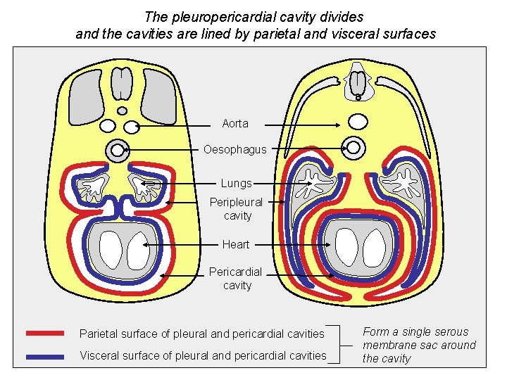 The pleuropericardial cavity divides and the cavities are lined by parietal and visceral surfaces